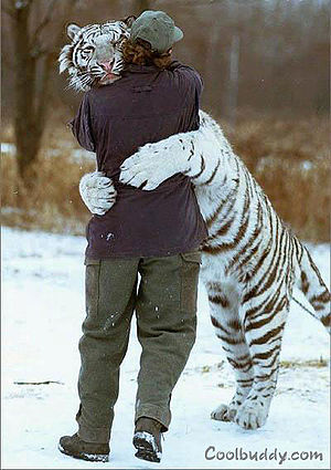 Tiger hugging a person