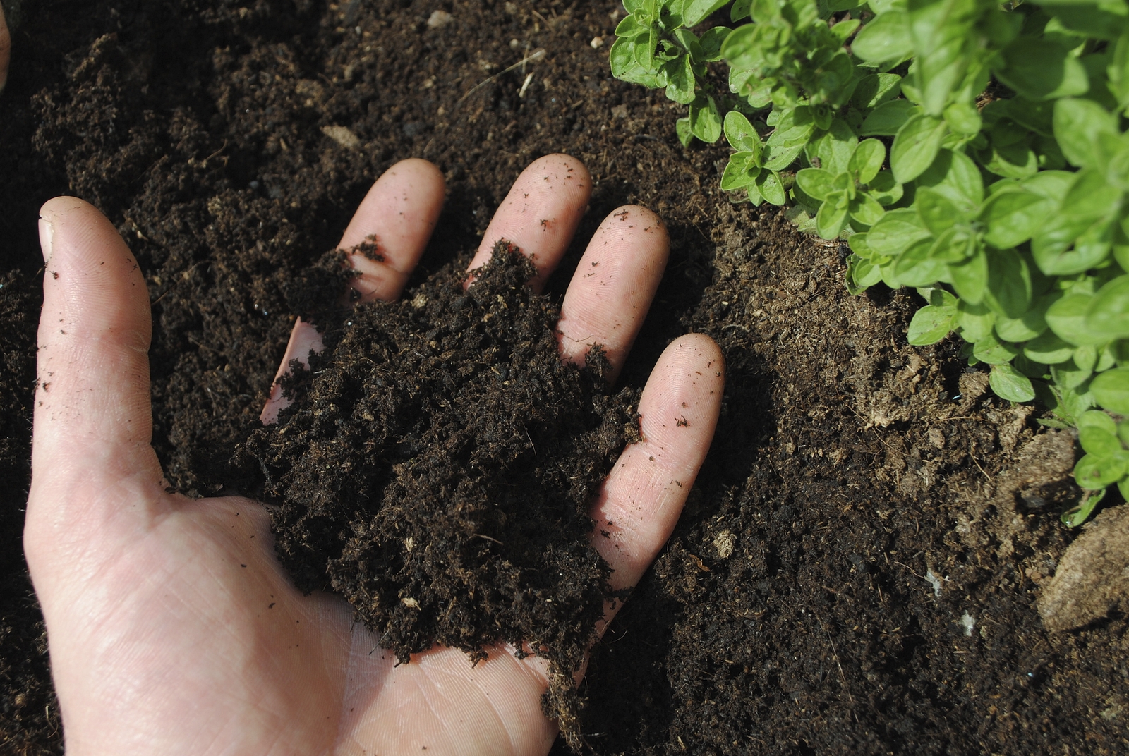 Hand in Soil